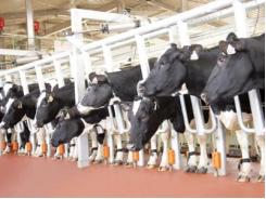 1.600 tỷ đồng cho tổ hợp các trang trại bò sữa công nghệ cao