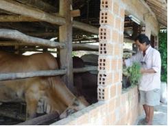 Phước An (Bình Định) thu nhập cao từ nghề nuôi bò vỗ béo