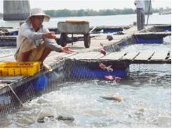 Từ đầu năm đến nay sản lượng nuôi trồng thủy sản đạt hơn 10 ngàn tấn