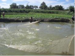 A Lưới (Thừa Thiên Huế) phát triển nuôi cá nước ngọt hơn 325 ha