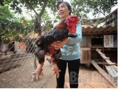 Lục Nam hỗ trợ nuôi gà Đông Tảo