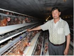 Thu lãi 3 tỷ mỗi năm từ nuôi gà theo công nghệ khép kín