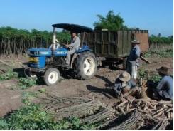 Tây Ninh tập trung phát triển cây mì thành cây trồng chủ lực