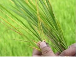 Kiểm tra tình hình sâu bệnh hại lúa mùa tại huyện Thanh Thủy