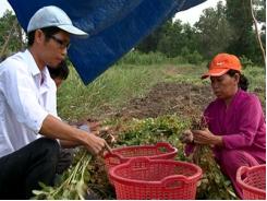 Hiệu quả từ mô hình trồng đậu phộng trên đất phèn với ứng dụng chế phẩm sinh học