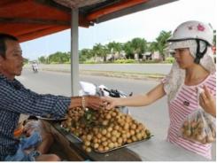 Năng suất nhãn xuồng cơm vàng giảm