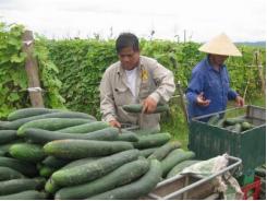 Kinh nghiệm trồng bí xanh trái vụ ở Diễn Lộc
