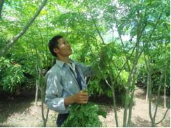 Chùm ngây, cây trồng mới của nông dân Hưng Yên