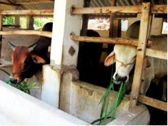 Phù Mỹ (Bình Định) phát triển phong trào trồng cỏ nuôi bò