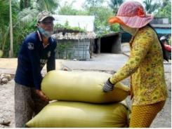 Phát triển cánh đồng lớn: Nâng cao giá trị sản xuất nông nghiệp 