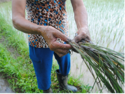 Hơn 300 ha lúa thoi thóp trong nước lũ
