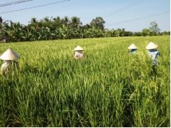 Tạo cơ chế mở cho nông dân trồng lúa