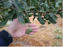 Ban hành tiêu chuẩn kỹ thuật đầu tiên cho cây mắcca ở Việt Nam 