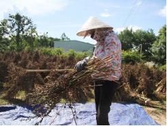 Nông dân trồng mè lao đao