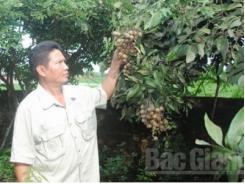 Ông Hoàng Văn Đại trồng nhãn làm giàu