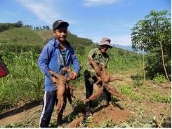 Trồng sắn bền vững trên đất đồi