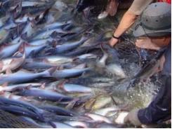 3 nguyên nhân khiến xuất khẩu cá tra sang Trung Quốc tăng đột biến