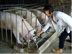 4 vấn đề nóng của ngành chăn nuôi