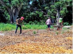 Người dân Khánh Hòa ồ ạt mua bán hạt xoài