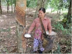Bán vườn cao su khi giá mủ đang tăng