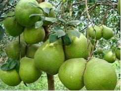 Bưởi da xanh Bến Tre loay hoay với thị trường nội địa