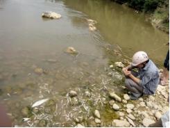 Công bố nguyên nhân cá chết hàng loạt trên sông Âm