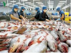 Có hiện tượng thương lái Trung Quốc thu mua cá tra nguyên liệu