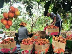 Chôm chôm trên đất sỏi cơm