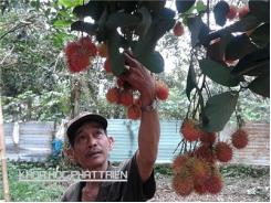 Chôm chôm tróc Đồng Nai trước nguy cơ bị xóa sổ