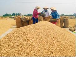 Cò lúa quỵt tiền, nông dân Hậu Giang điêu đứng