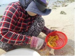 Cuối vụ, trứng nhum giảm giá