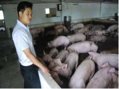 Đề xuất lại nhập chất tạo nạc - Người nuôi, người ăn đều run rẩy