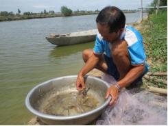 Tôm càng xanh tăng giá