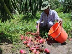 Khuyến cáo nông dân không trồng thanh long ồ ạt