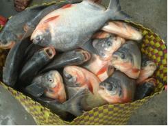 Kỹ thuật nuôi Cá Chim trắng nước ngọt - Kỹ thuật ương từ cá hương lên cá giống