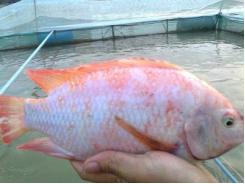 Kỹ thuật nuôi Cá điêu hồng - Nuôi cá điêu hồng sau vụ tôm