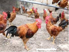 Kỹ thuật nuôi gà Ai Cập siêu trứng và cách phòng trừ một số dịch bệnh - Phần 2