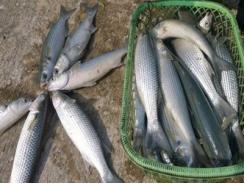 Kỹ thuật nuôi ghép cá đối mục trong vùng hạ triều ô nhiễm - Đặc điểm sinh học
