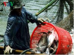 Loạn thị trường cá tra miền Tây do có bàn tay thương lái Trung Quốc