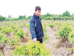 Mạnh vì gạo, bạo vì vốn