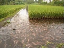 Người dân đầu nguồn chuyển đổi vật nuôi