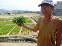 Nắng nóng, rau ngò tăng giá gấp đôi