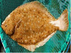 Nhận biết và phòng trị một số bệnh thường gặp khi ương nuôi cá bơn vỉ - Phần 2