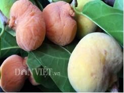 No mắt, đã ghiền với mùa chay rừng lúc lỉu chín vàng