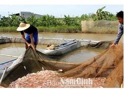 Phát triển nuôi cá lồng ở Mỹ Tân (Nam Định)