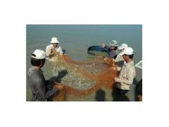 Kế hoạch hành động phát triển nuôi tôm nước lợ 6 tháng cuối năm 2016