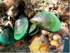 Nuôi vẹm vỏ xanh góp phần giảm ô nhiễm do tảo - Phần 1