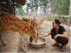 Phương pháp kỹ thuật chăn nuôi nai - Chọn phối giống và Chuồng trại