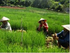 Rau củ Đà Lạt tăng giá mạnh