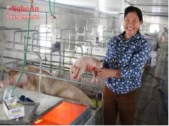 Thu tiền tỷ từ nuôi lợn nái ngoại